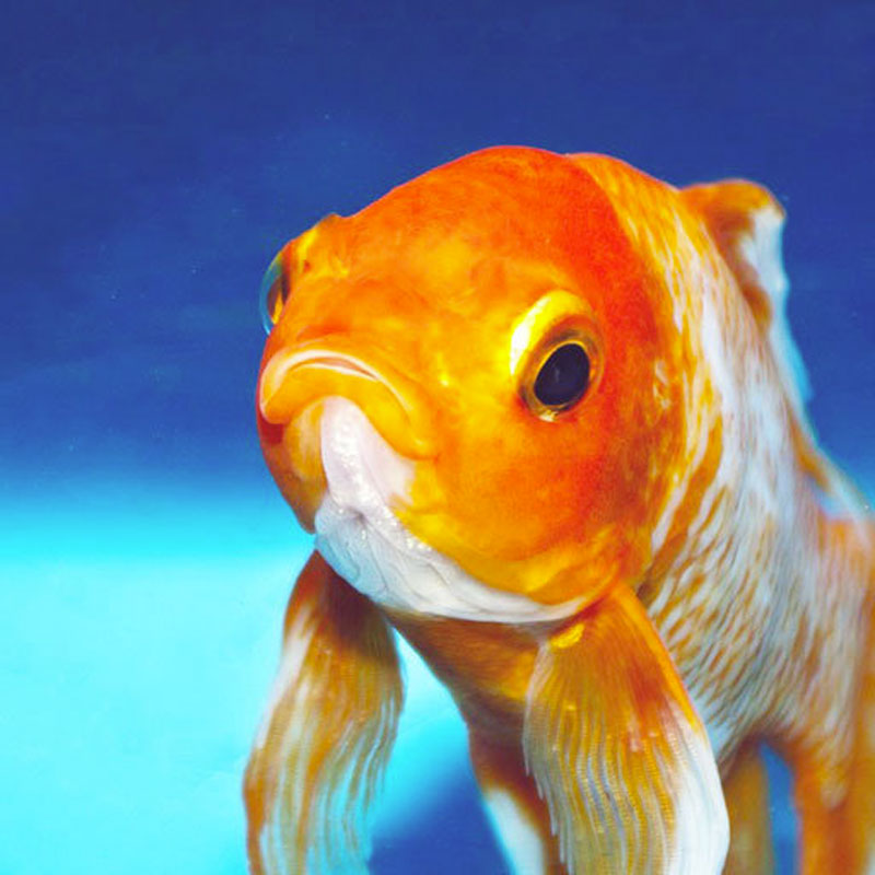 Unless Your Target Customer is a Goldfish, You Need a New Website Design