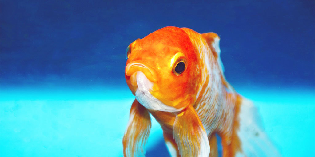 Unless Your Target Customer is a Goldfish, You Need a New Website Design